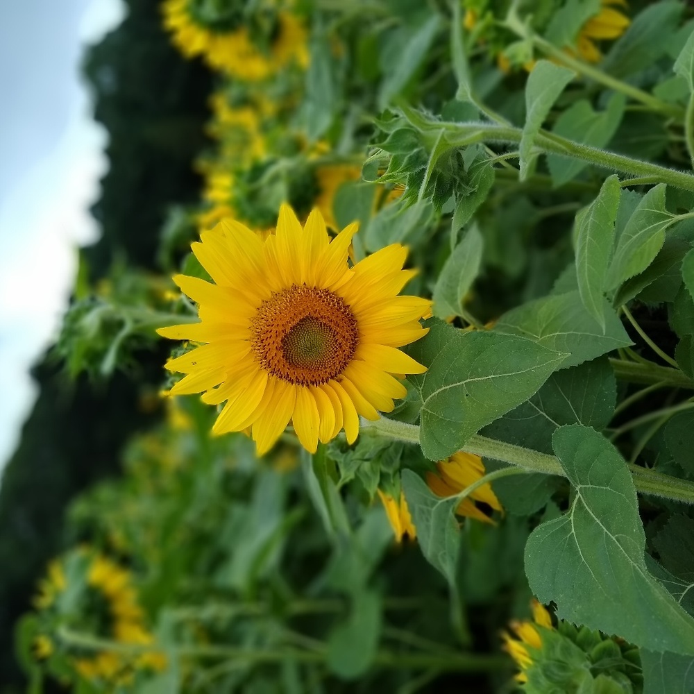 Meet your Posher, Kylie